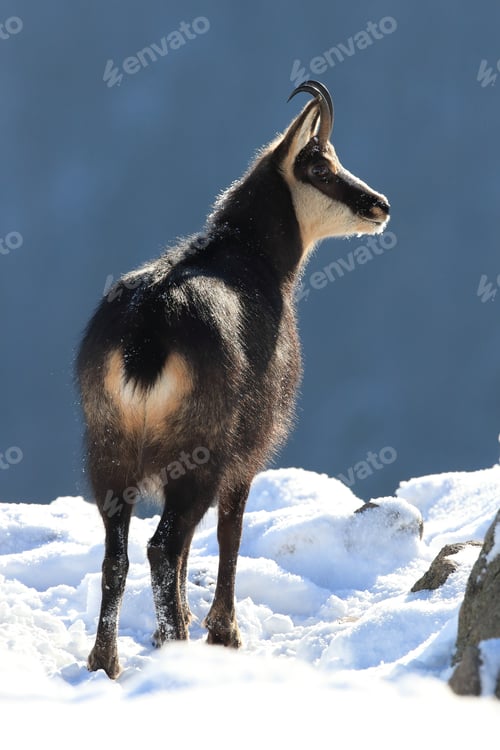Preview: Chamois (Rupicapra Rupicapra) In The Winter Vosges Mountains, France