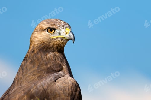 Preview: Bird Portait. Bird Of Prey. Blue Sky Background.