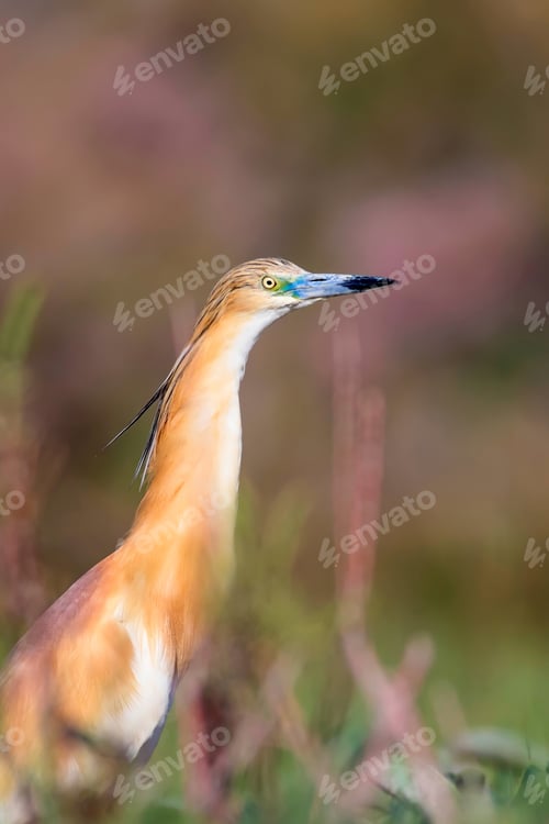Preview: Heron. Nature Background. Bird: Squacco Heron. Ardeola Ralloides