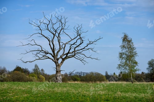 Preview: Single Tree In Spring With No Leaves Isolated In Green Meadow Against Blue Sky