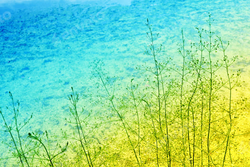 Preview: Blurred Image Of Grass. Summer Colorful Abstract Background.