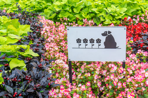 Preview: Garden And Gardening. Colorful Flowerbed And Sign Prohibiting Dog Walking