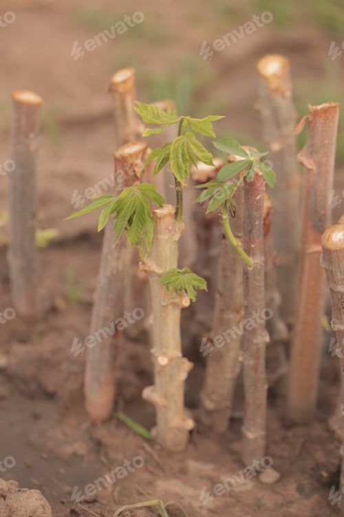 Preview: Nature Food Close Up -Vertical Macro Photography Of Bright Green Manioc Leafs And Brown Tuberous