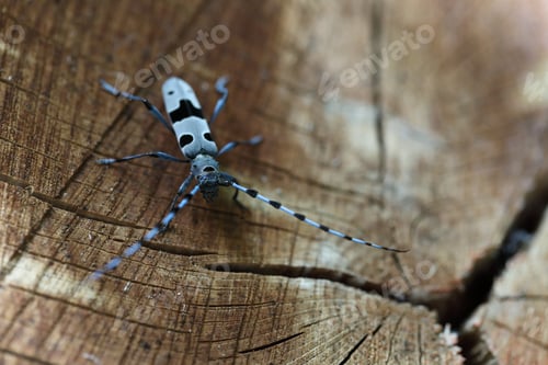 Preview: Rosalia Longicorn (Rosalia Alpina) Or Alpine Longhorn Beetle Swabian Jura Germany