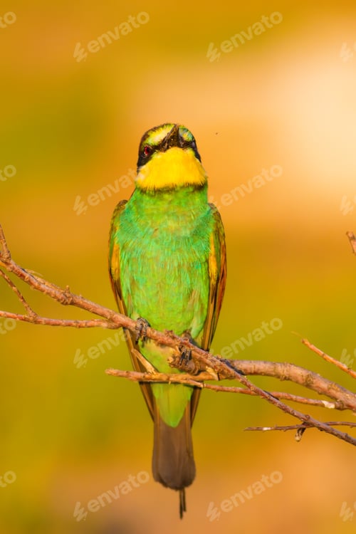 Preview: Colorful Bird. Warm Colors Nature Background. Bee Eater. Merops Apiaster.
