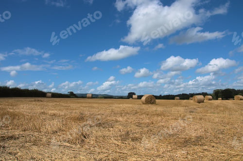 Preview: Straw Bales In A Summertime Landscape.