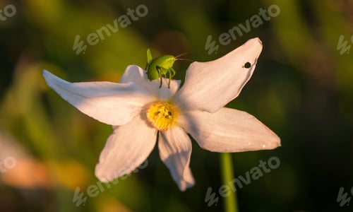 Preview: Grasshopher On A Spring Flower