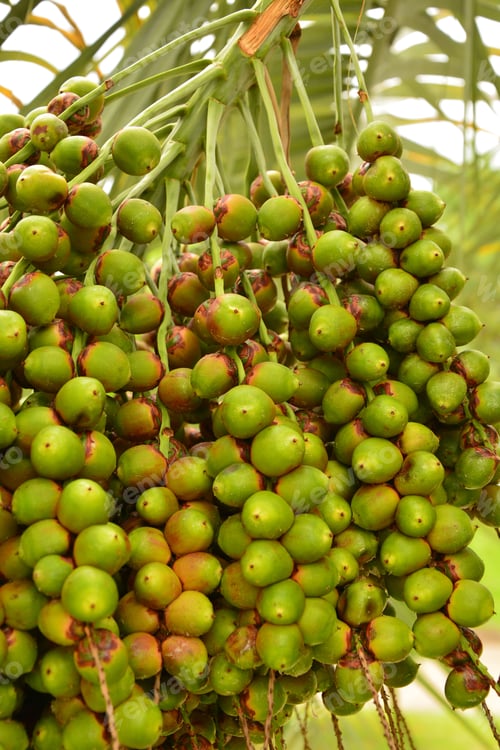 Preview: Bunch Of Dates On The Palm Tree