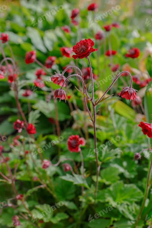 Preview: Red Flower Geum Rivale (Rosaceae, Sort Leonard) In Summer Garden