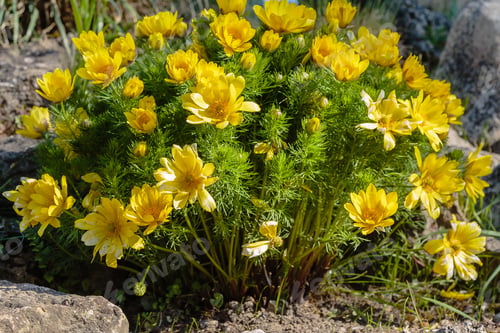 Preview: Adonis Vernalis Is A Perennial Flowering Plant In Sping Garden. Adonis Vernalis Is A Medicinal