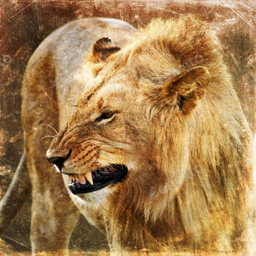 Preview: Lion, Panthera Leo On Textured Grunge Background