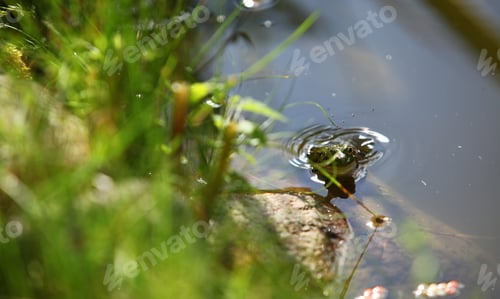 Preview: Summer Nature Detail - Green Bright Surface Of A Water Pond With A Big Green Frog Floating With