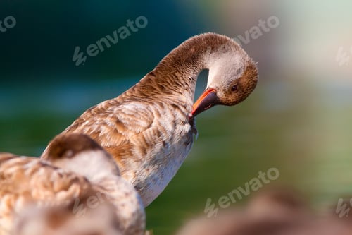 Preview: Cute Duck. Nature Background.