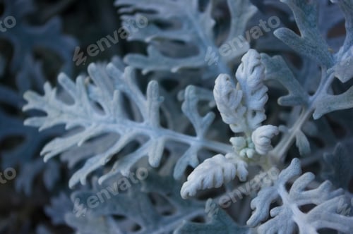 Preview: Silver Dust Cineraria Maritima In The Garden, Close Up.