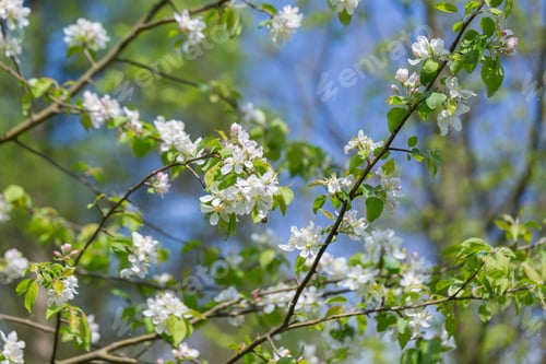 Preview: Bloooming Apple Tree Branches. Spring Orchard With Close Up Of Apple Tree With Flowers.
