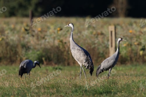 Preview: Common Cranes In The Field Mecklenburg Germany