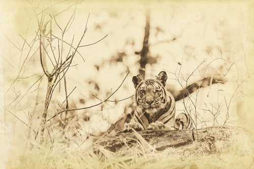Preview: Vanishing Indian Wildlife: Vintage Style Image Of A Large Male Bengal Tiger In Bandhavgarh National
