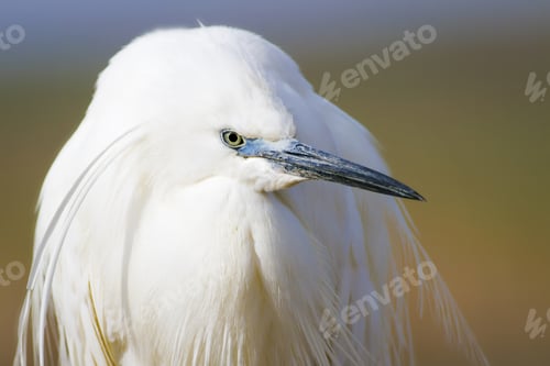 Preview: White Beauty Heron. Colorful Water Nature Background. Bird: Little Egret. Egretta Garzetta.