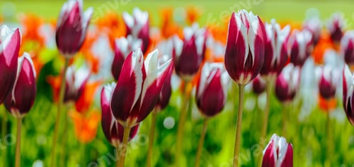 Preview: Beautiful Flowers White And Red Tulips In A Garden Or Park. The Buds Are Bulbous Plants. The