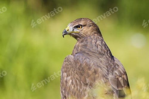 Preview: Bird Of Prey. Green Nature Background. Bird: Long Legged Buzzard. Buteo Rufinus.