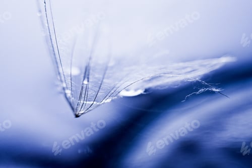 Preview: Macro, Abstract Composition With Colorful Water Drops On Dandelion Seeds