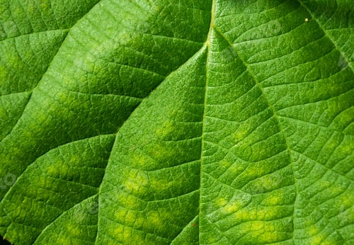 Preview: Green Kiwi Leaves On The Vine, Close Up
