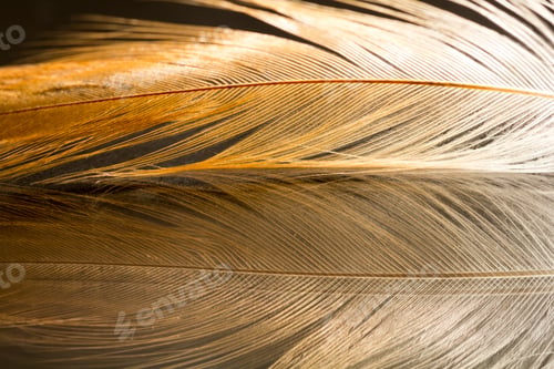 Preview: Colorful Rooster Feather With Details And Reflexions