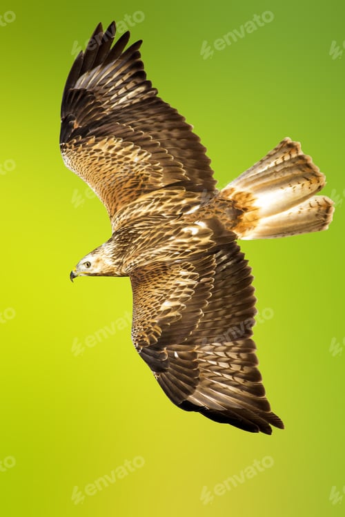 Preview: Bird Of Prey. Isolated Bird. Yellow Green Background.