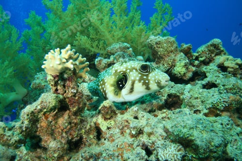 Preview: Whitespotted Puffer
