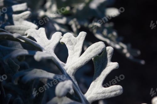 Preview: Silver Dust Cineraria Maritima In The Garden, Close Up.