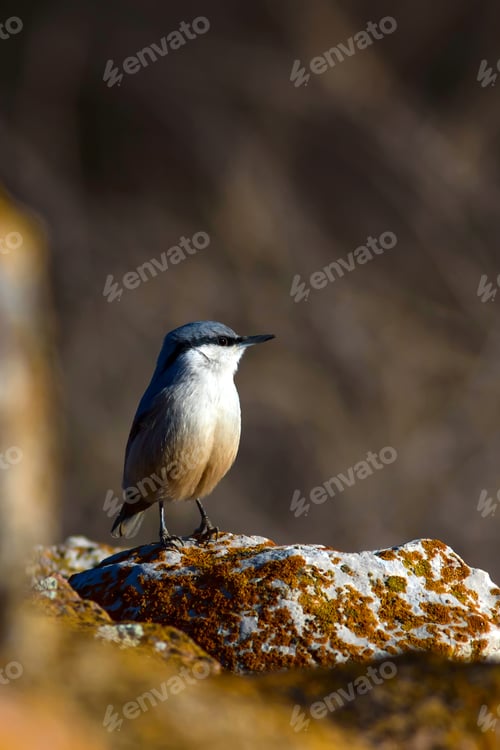 Preview: Cute Bird. Natural Background. Bird: Western Rock Nuthatch. Sitta Neumayer.