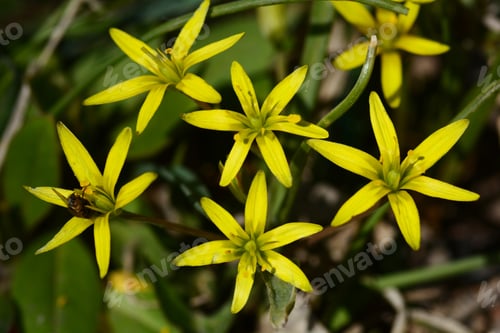 Preview: Yellow Star-Of-Bethlehem (Gagea Lutea)