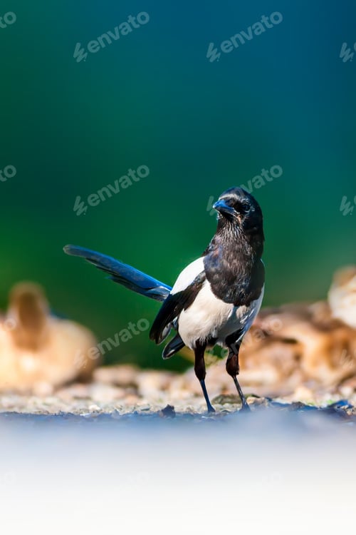 Preview: Eurasian Magpie. Pica Pica. Green Nature Background.