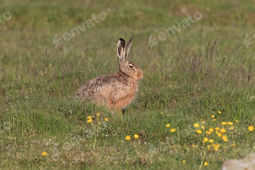 Preview: European Brown Hare (Lepus Europaeus)
