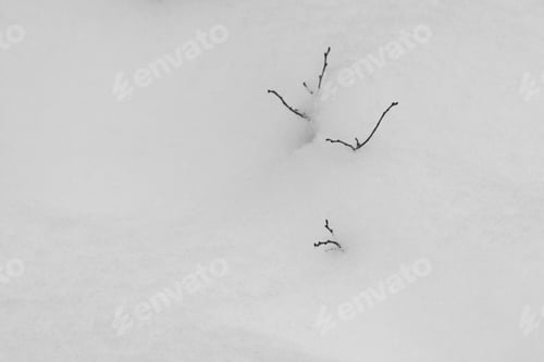 Preview: Abstract Snow Shapes With Dried Plants