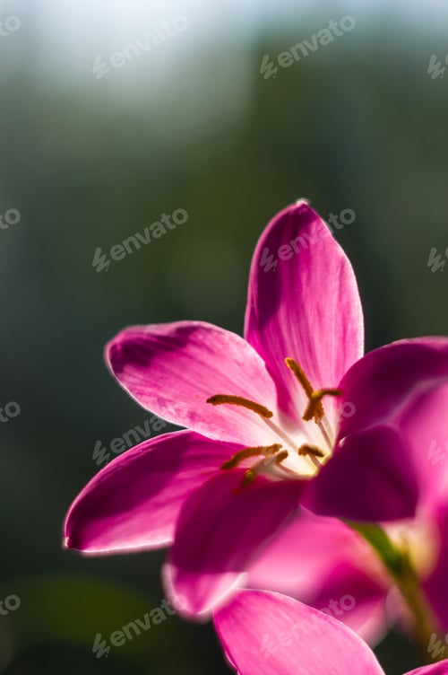 Preview: Decorative Pink Flower Rain Lily Zephyranthes Grandiflora On Blurred Background Closeup