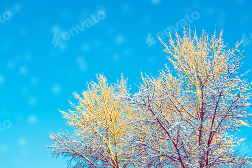 Preview: Frozen Winter Forest With Snow Covered Trees. Outdoor