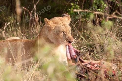 Preview: African Lioness In The Maasai Mara National Park, Kenya