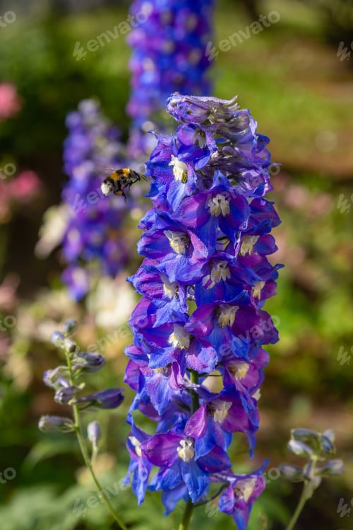 Preview: Beautiful Delphiniums Blooming In The Garden.