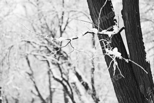 Preview: Branch Full Of Hoarfrost And Snow With Natural Background