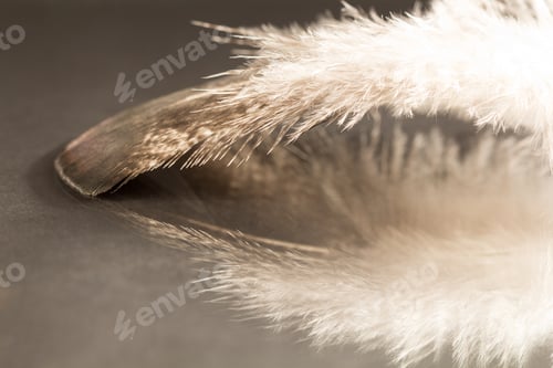 Preview: Colorful Rooster Feather With Details And Reflexions
