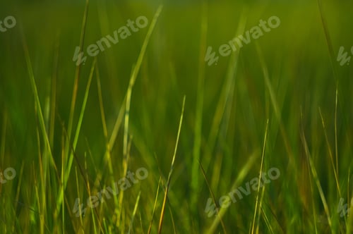 Preview: Wild Plants And Flowers Close-Up, Early Spring On A Warm Sunny Day, Bright Beautiful Background.