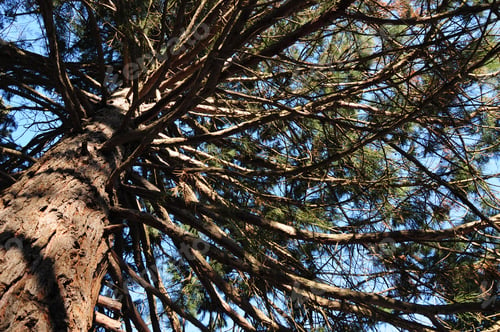 Preview: Sequoia Sempervirens (Coast Redwood) From Below