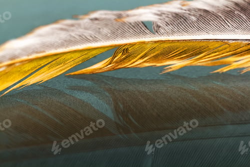 Preview: Colorful Hen Feather With Details And Reflexions
