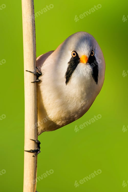 Preview: Cute Little Bird. Green Nature Background. Bird: Bearded Reedling. Panurus Biarmicus.