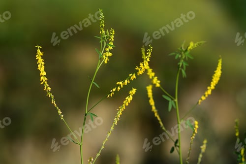 Preview: Melilotus Officinalis (Yellow Sweet Clower)