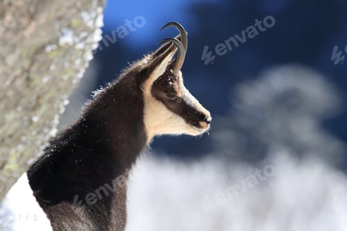 Preview: Chamois (Rupicapra Rupicapra) In The Winter Vosges Mountains, France