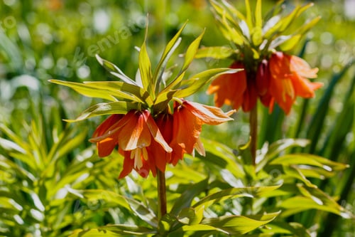 Preview: Flowering Spring Bulbs Fritillaria In The Garden. Fritillaria Eduardii Regel, Spring-Flowering