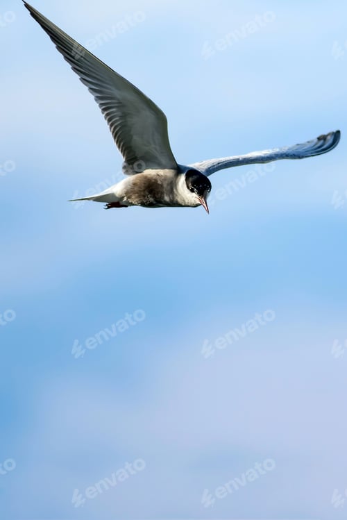 Preview: Flying Birds. Nature Background. Bird: Common Tern. Sterna Hirundo.