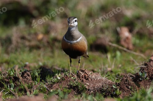 Preview: Eurasian Dotterel (Charadrius Morinellus) Helgoland, Germany